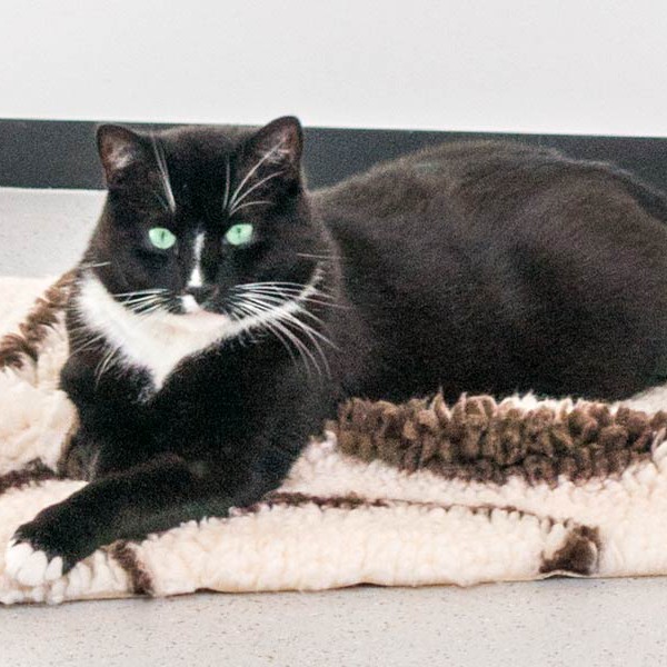 Kater Peter / © 2015 Arche KaNaum (NH)