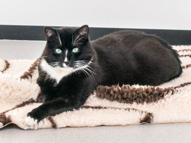 Kater Peter  /  © 2015 Arche KaNaum (NH) Kater Peter / © 2015 Arche KaNaum (NH)