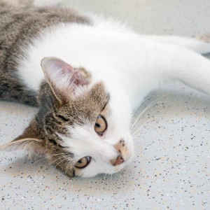 Kater Tigger / © 2015 Arche KaNaum (NH)