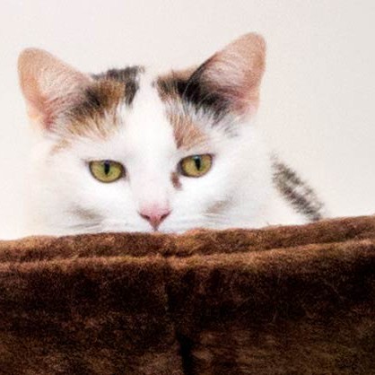 Kätzin Trixie / © 2015 Arche KaNaum (NH) Kätzin Trixie / © 2015 Arche KaNaum (NH)