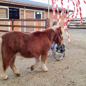 Dominik und Patenpony Filou beim Training  / © 2015 Arche KaNaum (DN) Dominik und Patenpony Filou beim Training / © 2015 Arche KaNaum (DN)