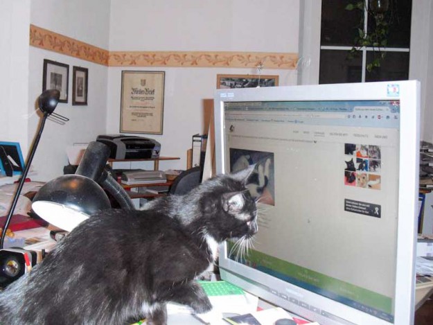 Kater Charlie im neuen Zuhause mit einer seiner Lieblingsbeschäftigungen ... / © 2015 Privat