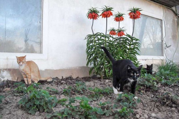 Kater Charlie (v.) im neuen Zuhause mit Kumpels / © 2015 Privat