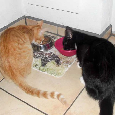 Kater Charlie (r.) im neuen Zuhause mit seinem Kumpel / © 2015 Privat