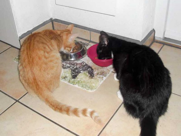 Kater Charlie (r.) im neuen Zuhause mit seinem Kumpel / © 2015 Privat