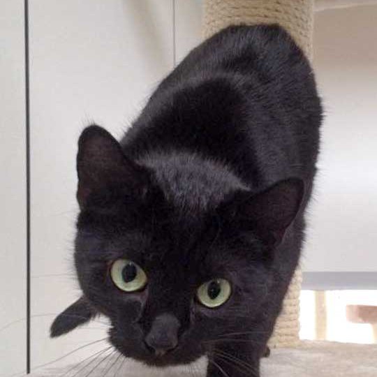 Kätzin Paula / © 2015 Arche KaNaum (DN)