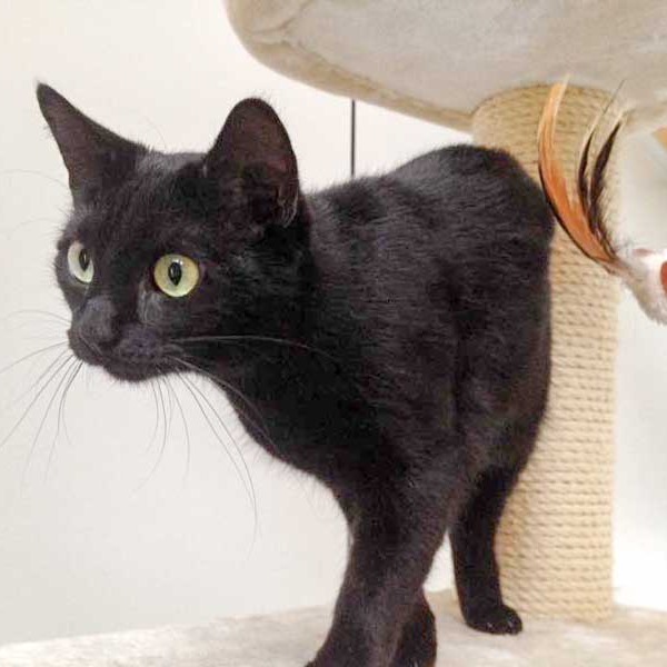 Kätzin Paula / © 2015 Arche KaNaum (DN)