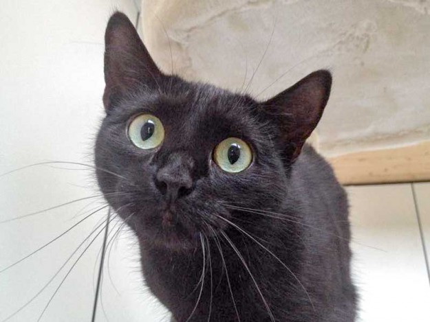 Kätzin Paula / © 2015 Arche KaNaum (DN)