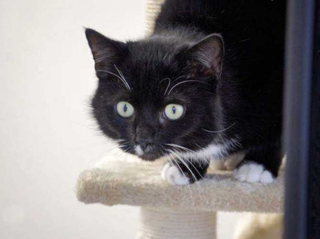 Kater Walker / © 2014 Arche KaNaum (DN)