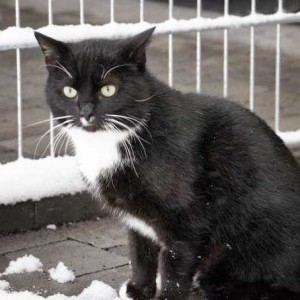 Kater Walker / © 2014 Arche KaNaum (DN) Kater Walker / © 2014 Arche KaNaum (DN)