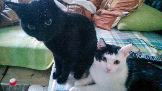 Kater Strolch (r.) mit Kumpel im neuen Zuhause / © 2015 Privat