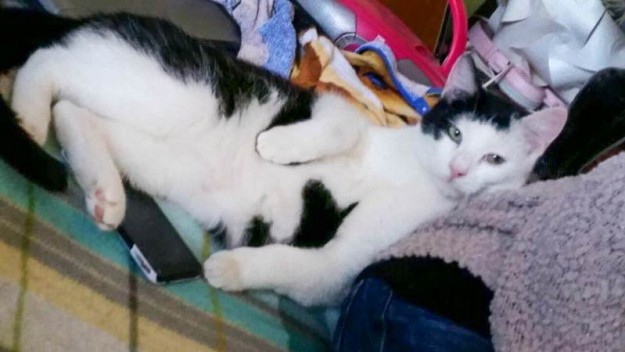 Kater Strolch im neuen Zuhause / © 2015 Privat