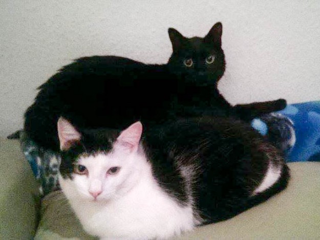 Kater Strolch (v.) mit Kumpel im neuen Zuhause / © 2015 Privat