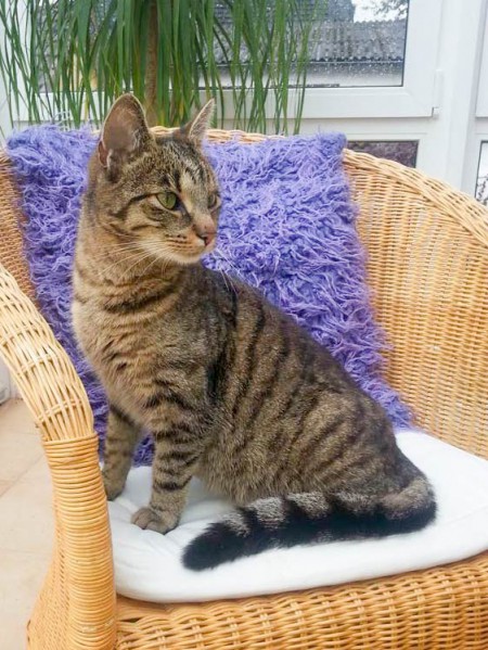 Vermisst: Kätzin Trina / © 2015 Privat