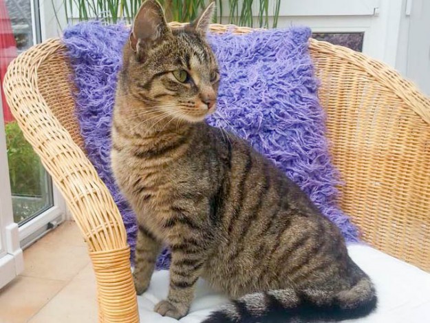 Vermisst: Kätzin Trina / © 2015 Privat Vermisst: Kätzin Trina / © 2015 Privat