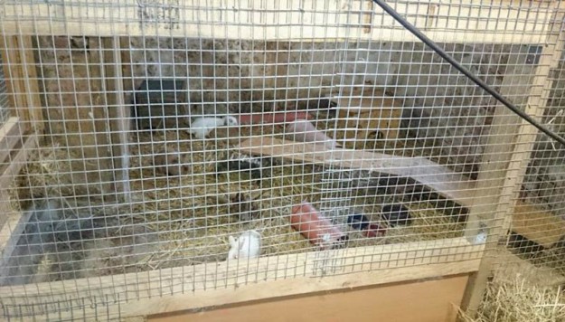 Kaninchen Flip mit Kumpel im neuen Zuhause / © 2015 Privat