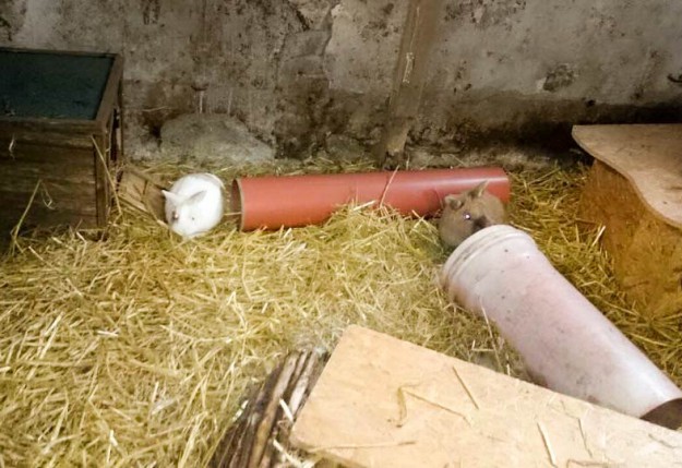 Kaninchen Flip mit Kumpel im neuen Zuhause / © 2015 Privat