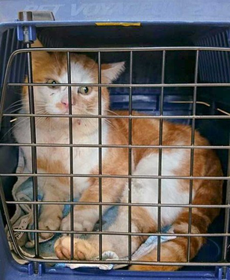 Rot-weißer Unfall-Streunerkater / © 2015 K. Kaiser