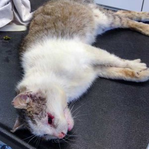 150407_streunerkater_001_v1kk Schwer verletzter grau-weißer Streunerkater / © 2015 Arche KaNaum (DN)