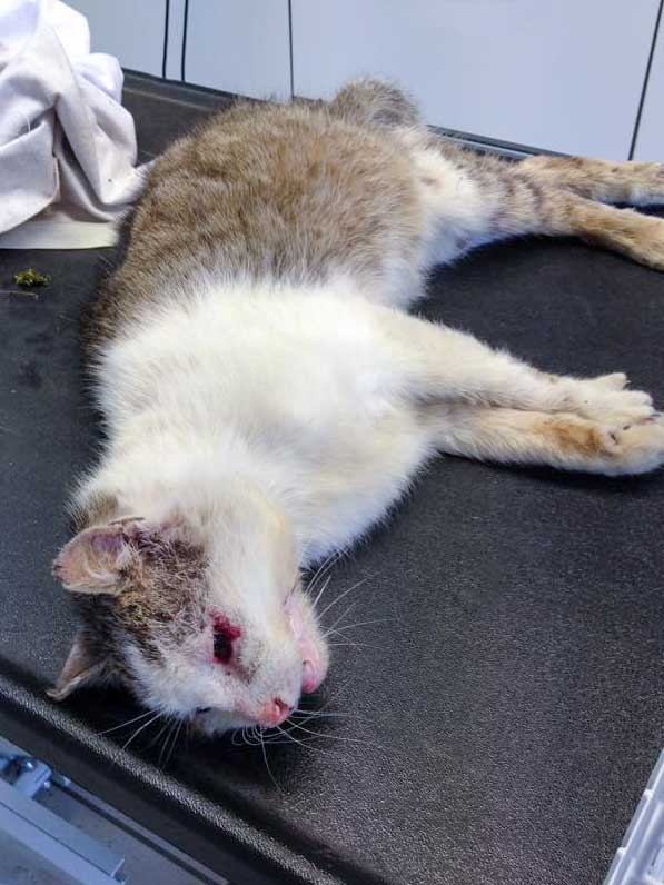 Schwer verletzter grau-weißer Streunerkater / © 2015 Arche KaNaum (DN)