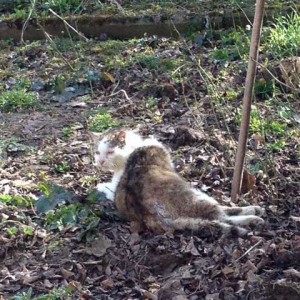 Schwer verletzter grau-weißer Streunerkater / © 2015 Arche KaNaum (DN) Schwer verletzter grau-weißer Streunerkater / © 2015 Arche KaNaum (DN)