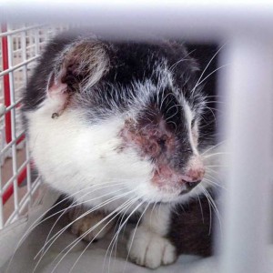 Verletzter schwarz-weißer Streunerkater „Caruso“ / © 2015 Arche KaNaum (DN) Verletzter schwarz-weißer Streunerkater "Caruso" / © 2015 Arche KaNaum (DN)