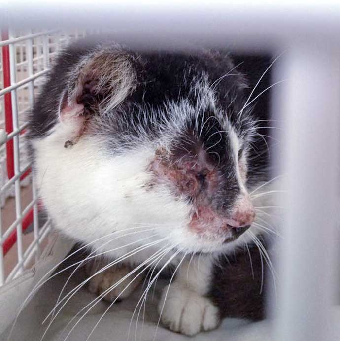 Verletzter schwarz-weißer Streunerkater "Caruso" / © 2015 Arche KaNaum (DN)