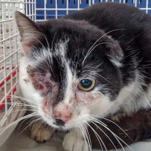 Verletzter schwarz-weißer Streunerkater „Caruso“ / © 2015 Arche KaNaum (DN) Verletzter schwarz-weißer Streunerkater "Caruso" / © 2015 Arche KaNaum (DN)