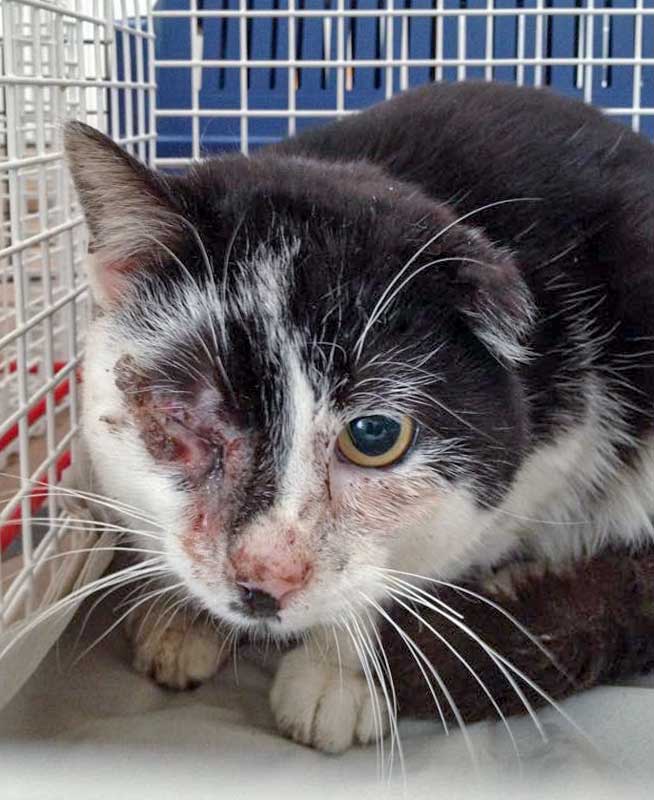 Verletzter schwarz-weißer Streunerkater "Caruso" / © 2015 Arche KaNaum (DN)