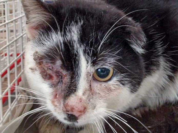 Verletzter schwarz-weißer Streunerkater "Caruso" / © 2015 Arche KaNaum (DN)