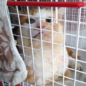 Rot-weißer Unfall-Streunerkater / © 2015 Arche KaNaum (DN) Rot-weißer Unfall-Streunerkater / © 2015 Arche KaNaum (DN)