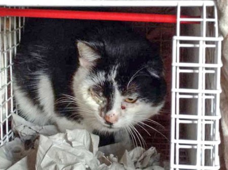 Verletzter schwarz-weißer Streunerkater "Caruso" / © 2015 Arche KaNaum (DN)