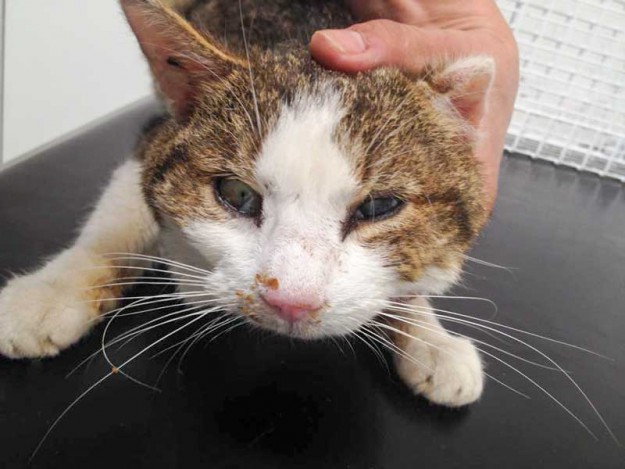 Verletzter grau-weißer Streunerkater / © 2015 Arche KaNaum (DN)