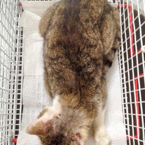 Verletzter grau-weißer Streunerkater  /  © 2015 Arche KaNaum (DN) Verletzter grau-weißer Streunerkater / © 2015 Arche KaNaum (DN)