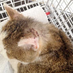 Verletzter grau-weißer Streunerkater  /  © 2015 Arche KaNaum (DN) Verletzter grau-weißer Streunerkater / © 2015 Arche KaNaum (DN)