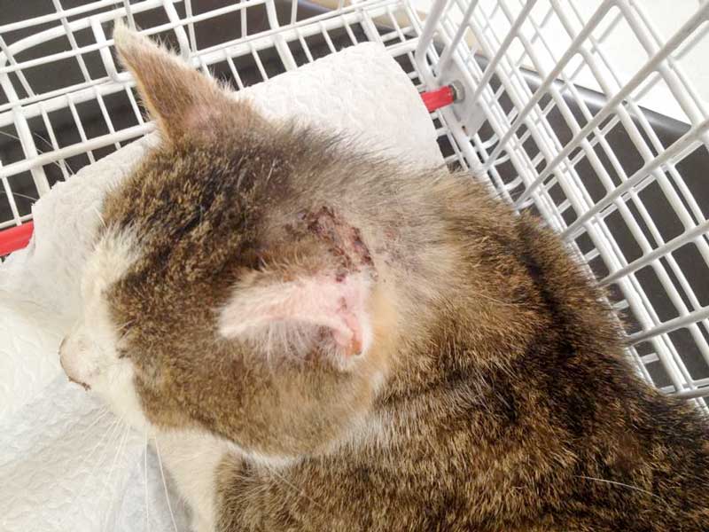 Verletzter grau-weißer Streunerkater / © 2015 Arche KaNaum (DN)