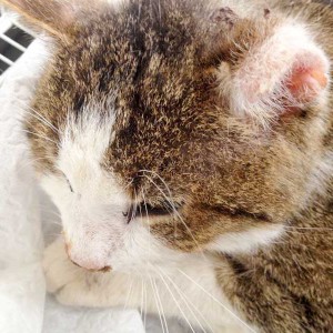 Verletzter grau-weißer Streunerkater  /  © 2015 Arche KaNaum (DN) Verletzter grau-weißer Streunerkater / © 2015 Arche KaNaum (DN)