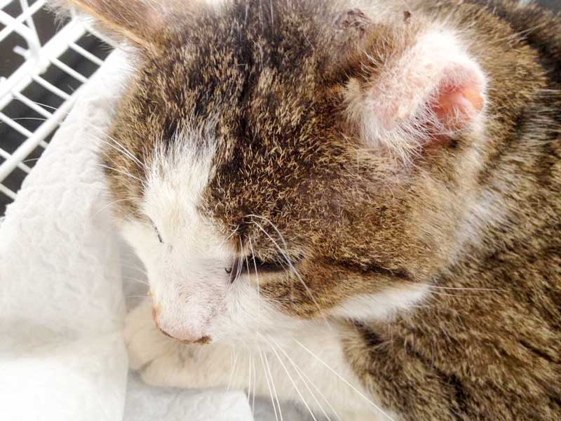 Verletzter grau-weißer Streunerkater / © 2015 Arche KaNaum (DN)