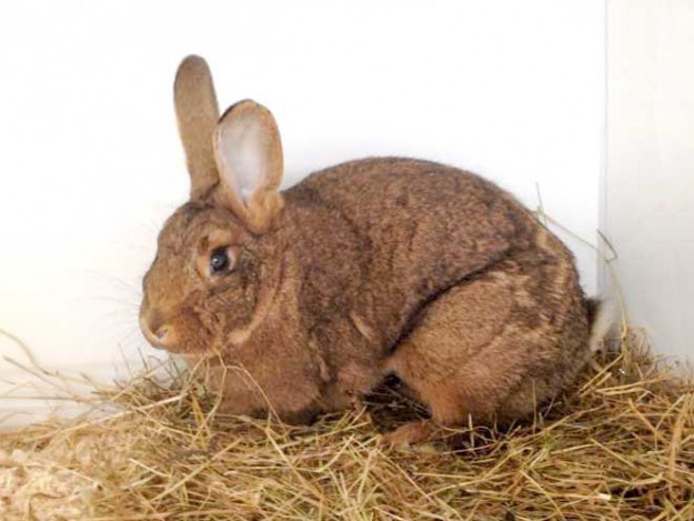Weibliches Fundkaninchen aus Külte / Herbsen / © 2015 Arche KaNaum (DN)