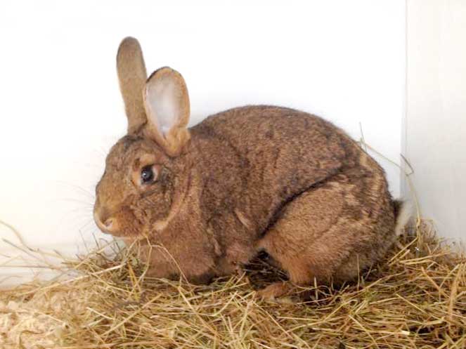 Weibliches Fundkaninchen aus Külte / Herbsen / © 2015 Arche KaNaum (DN)