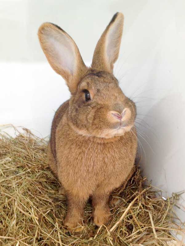 Weibliches Fundkaninchen aus Külte / Herbsen / © 2015 Arche KaNaum (DN)