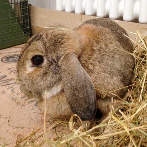 Weibliches Fundkaninchen aus Schmillinghausen / © 2015 Arche KaNaum (DN) Weibliches Fundkaninchen aus Schmillinghausen / © 2015 Arche KaNaum (DN)