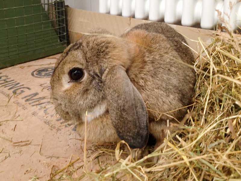 Weibliches Fundkaninchen aus Schmillinghausen / © 2015 Arche KaNaum (DN)