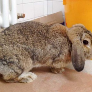 Weibliches Fundkaninchen aus Schmillinghausen / © 2015 Arche KaNaum (DN) Weibliches Fundkaninchen aus Schmillinghausen / © 2015 Arche KaNaum (DN)