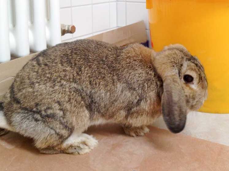 Weibliches Fundkaninchen aus Schmillinghausen / © 2015 Arche KaNaum (DN)