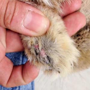 Zustand der Pfoten bei Fundkaninchen aus Schmillinghausen / © 2015 Arche KaNaum (DN) Zustand der Pfoten bei Fundkaninchen aus Schmillinghausen / © 2015 Arche KaNaum (DN)