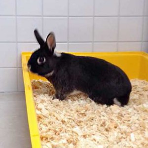 Männliches Fundkaninchen aus Schmillinghausen / © 2015 Arche KaNaum (DN) Männliches Fundkaninchen aus Schmillinghausen / © 2015 Arche KaNaum (DN)