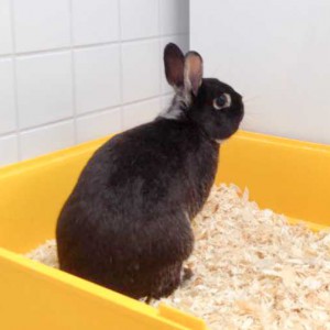 Männliches Fundkaninchen aus Schmillinghausen / © 2015 Arche KaNaum (DN) Männliches Fundkaninchen aus Schmillinghausen / © 2015 Arche KaNaum (DN)