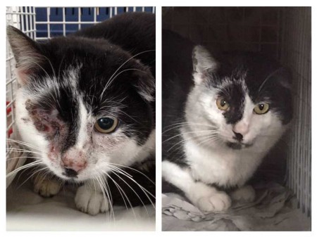 Vorher - Nachher: Streunerkater "Caruso" / © 2015 Arche KaNaum (DN)