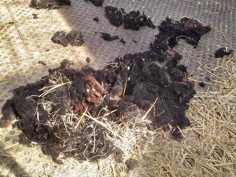 Teil 1 von Schafbock Sven nach dem Scheren ... / © 2015 Arche KaNaum (DN)